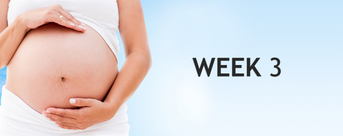 Pregnancy Week By Week - (Week 3)