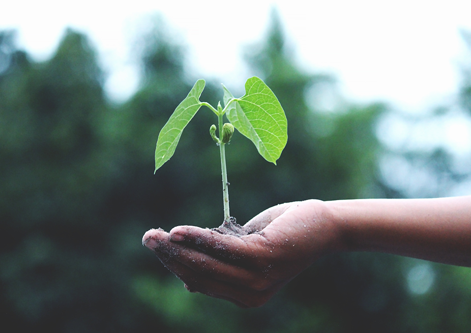 Planting Seeds